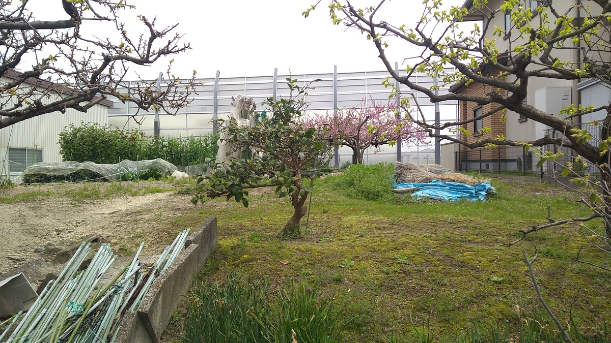 A cherry tree in bloom stands with several fruit trees in a small home garden. Beyond the garden there is a glass and aluminum noise-control wall enclosing a highway running beside the property..