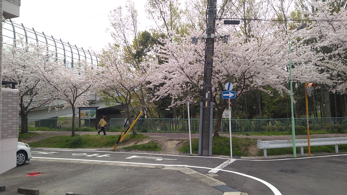 A stand of cherry trees in bloom line a paved pathway running left to right. A walker strides under the canopy of the trees. To the right, the metallic enclosure of an elevated road is visible in the corner of the frame.