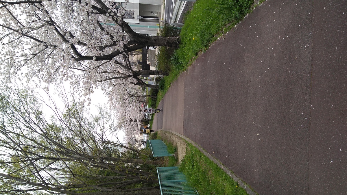 A paved pathway lined with cherry trees in bloom.