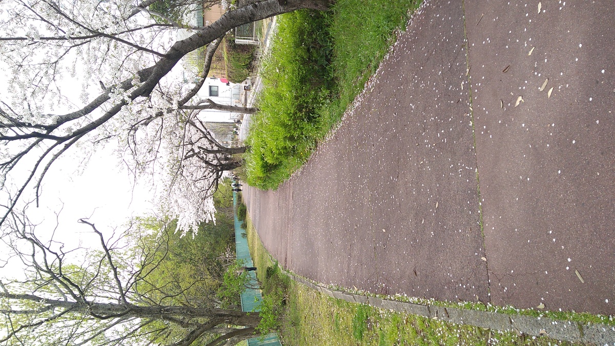 A paved pathway lined with cherry trees in bloom.