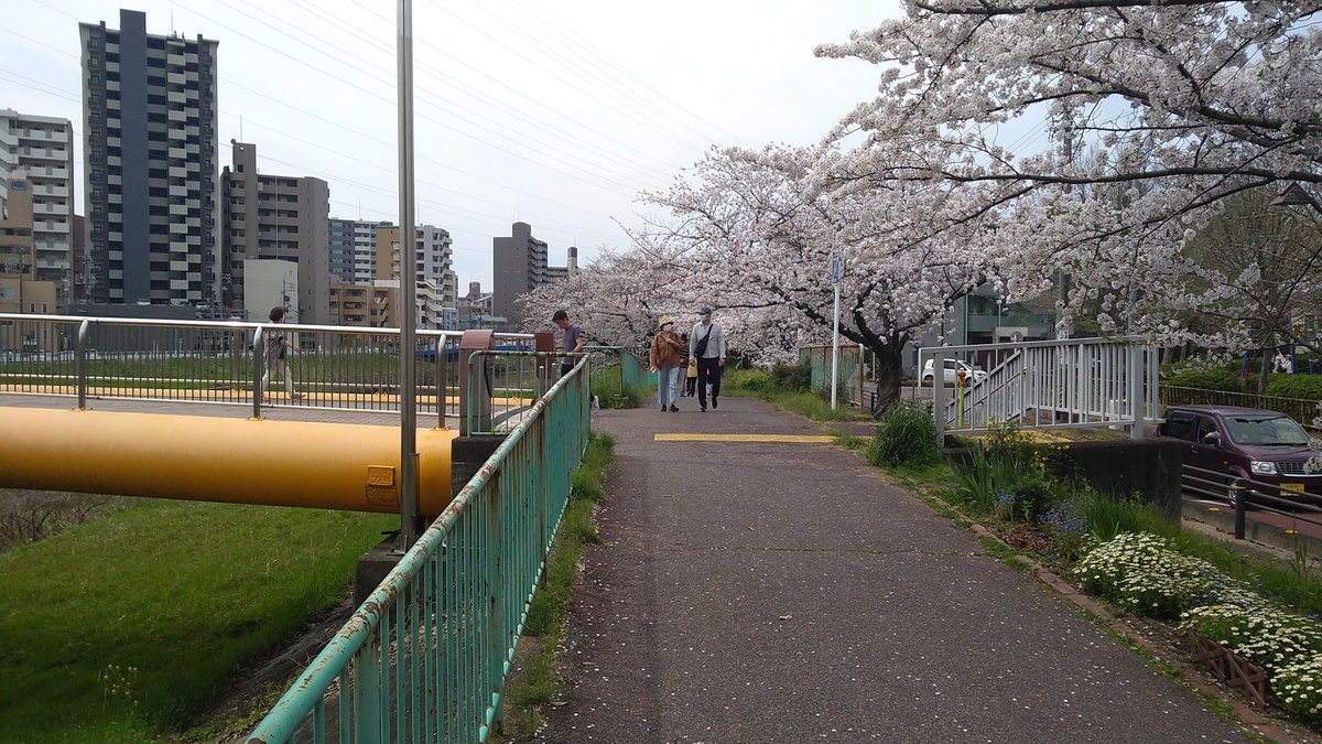 A paved pathway lined with cherry trees in bloom. A footbridge leads across the river to the left.