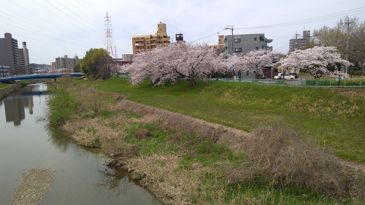 A view from a bridge, looking west along the Tenpaku River. The blue line of a pipeline bridge is visible in the distance, and a row of cherry trees in bloom line the riverbank to the right.