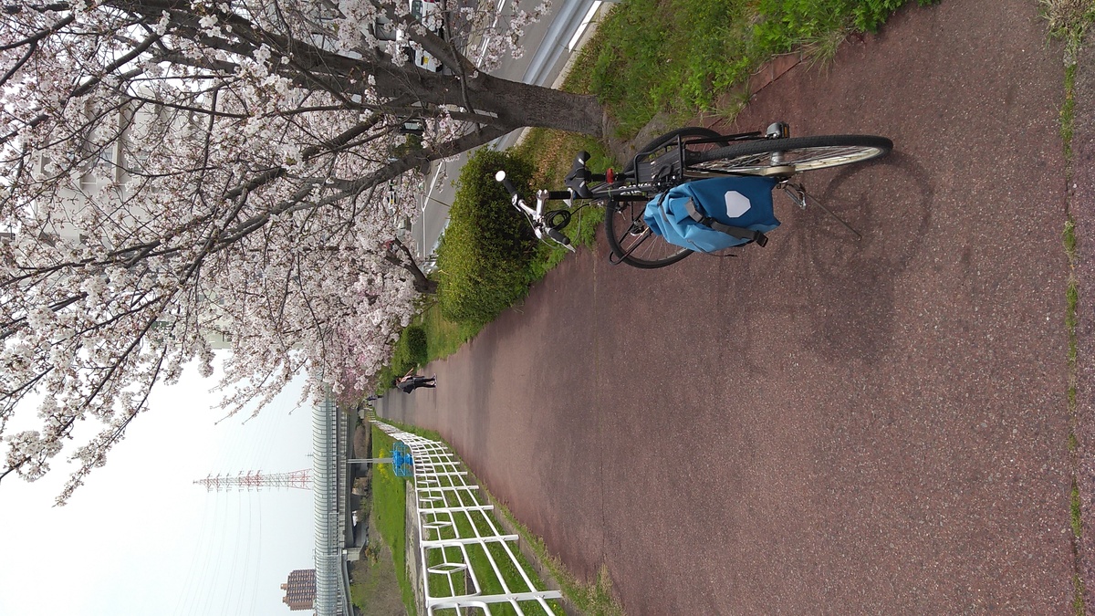 A riverside path for pedestrians and bicycles, bordered by cherry trees in bloom.