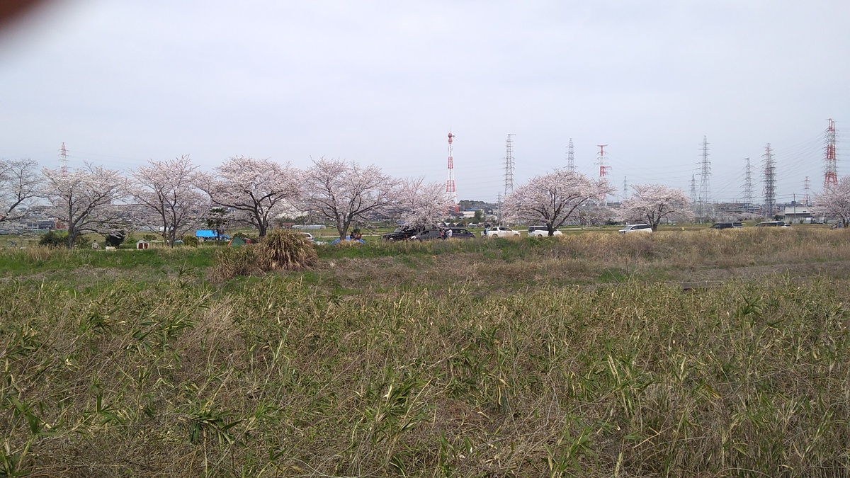 A row of blossoming cherry trees across the grassy banks for a river in the foreground, with high-tension power lines visible on the horizon behind.