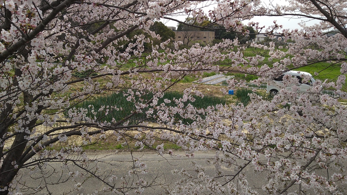 Blossoms on cherry tree branches, with a light utility van and a portion of a concrete building peeking through in the background.