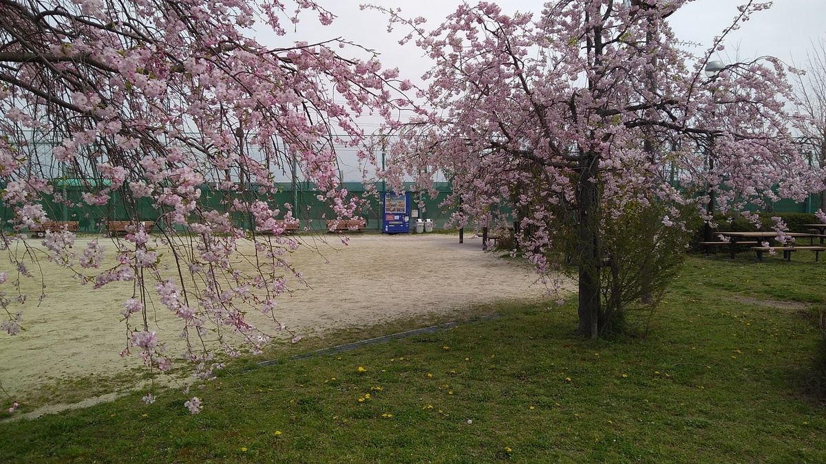 A small sports ground with a few cherry trees in blossom at its edge.