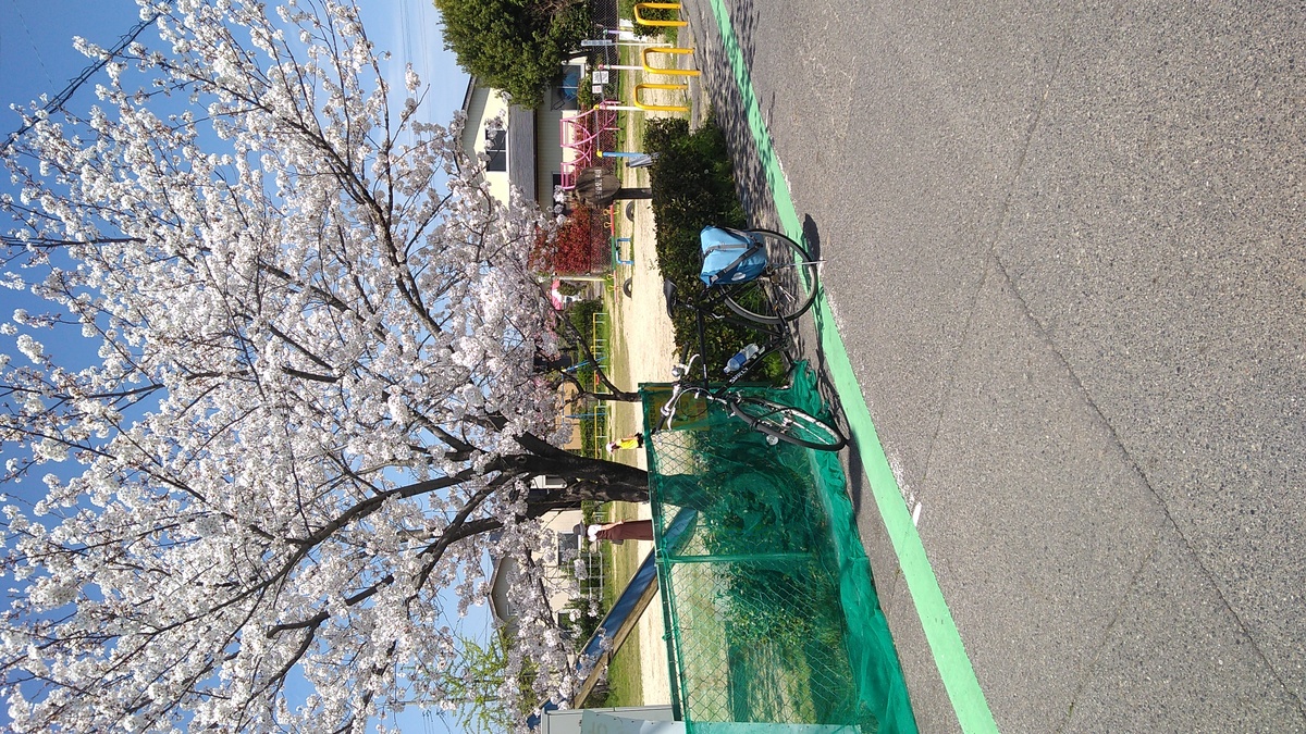 A bicycle stands in front of a cherry tree in bloom, and the tree stands in front of a small clay-surfaced playground.