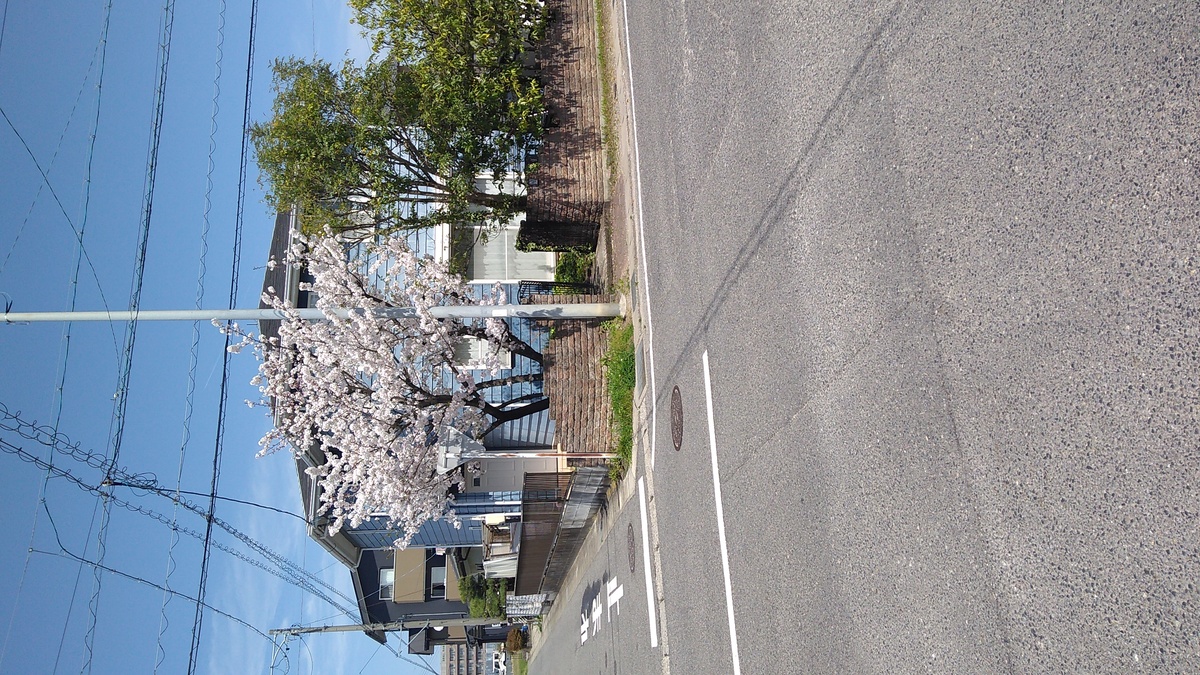 A cherry tree in bloom stands in the corner of a private garden at a residential intersection.