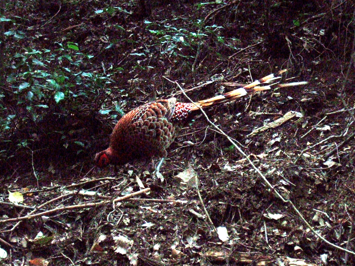 A Copper Pheasant on the leaf-strewn floor of a forest.