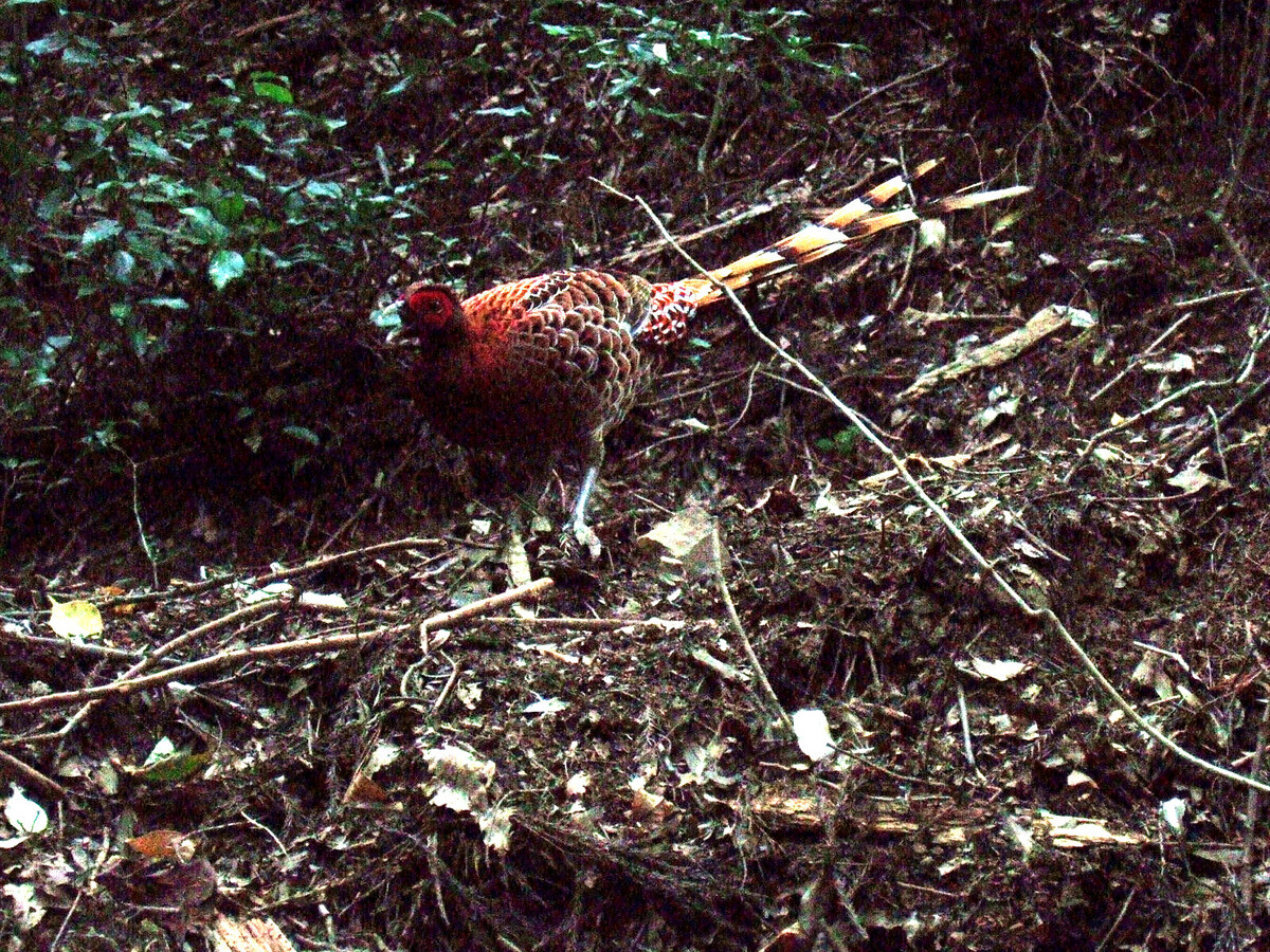 A Copper Pheasant on the leaf-strewn floor of a forest.