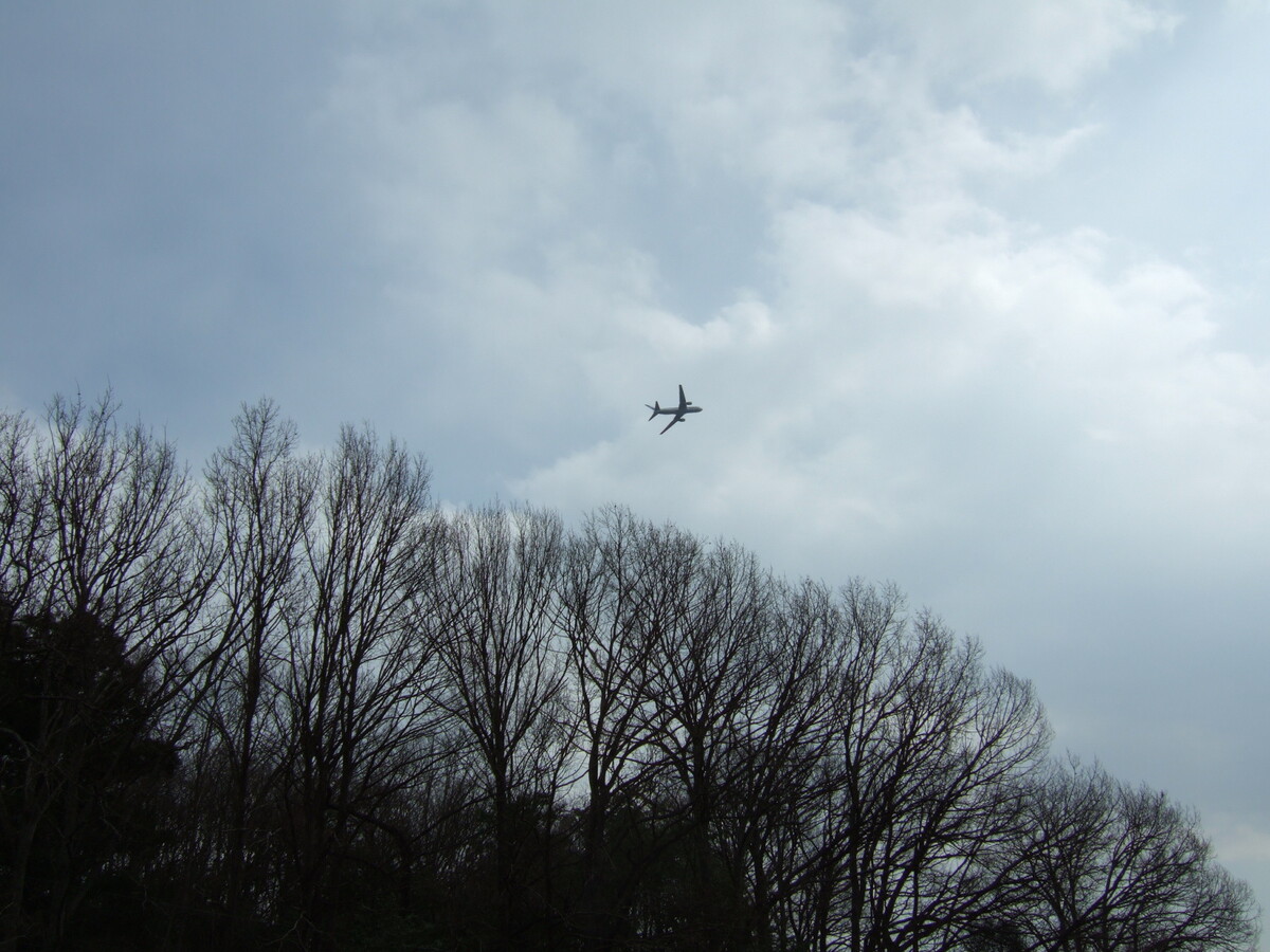 A twin-engine jet high in the sky above a thicket of barren trees.