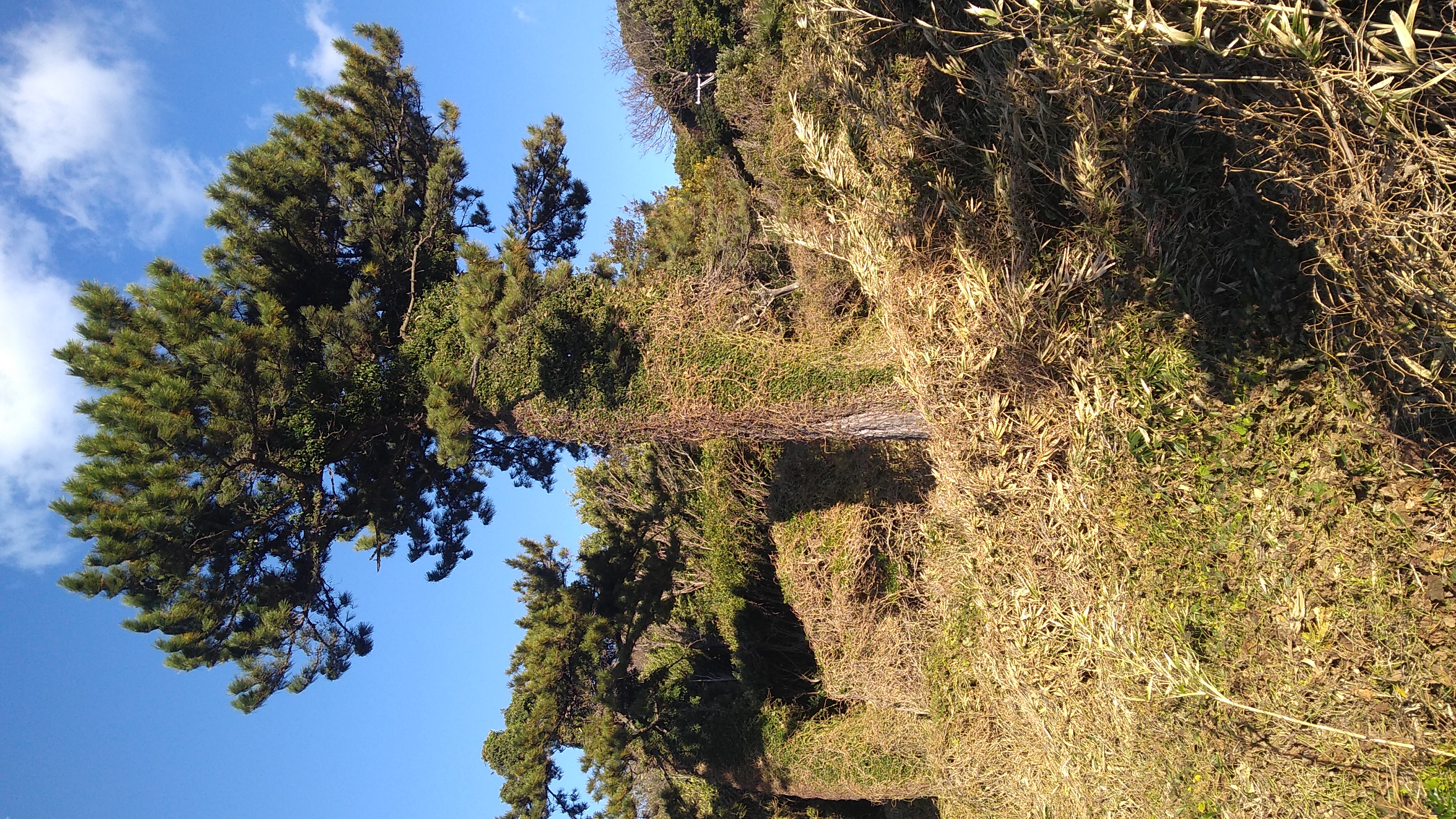 A tree enveloped in a dense sheath of vines that have been pushed to its landward side by prevailing winds.