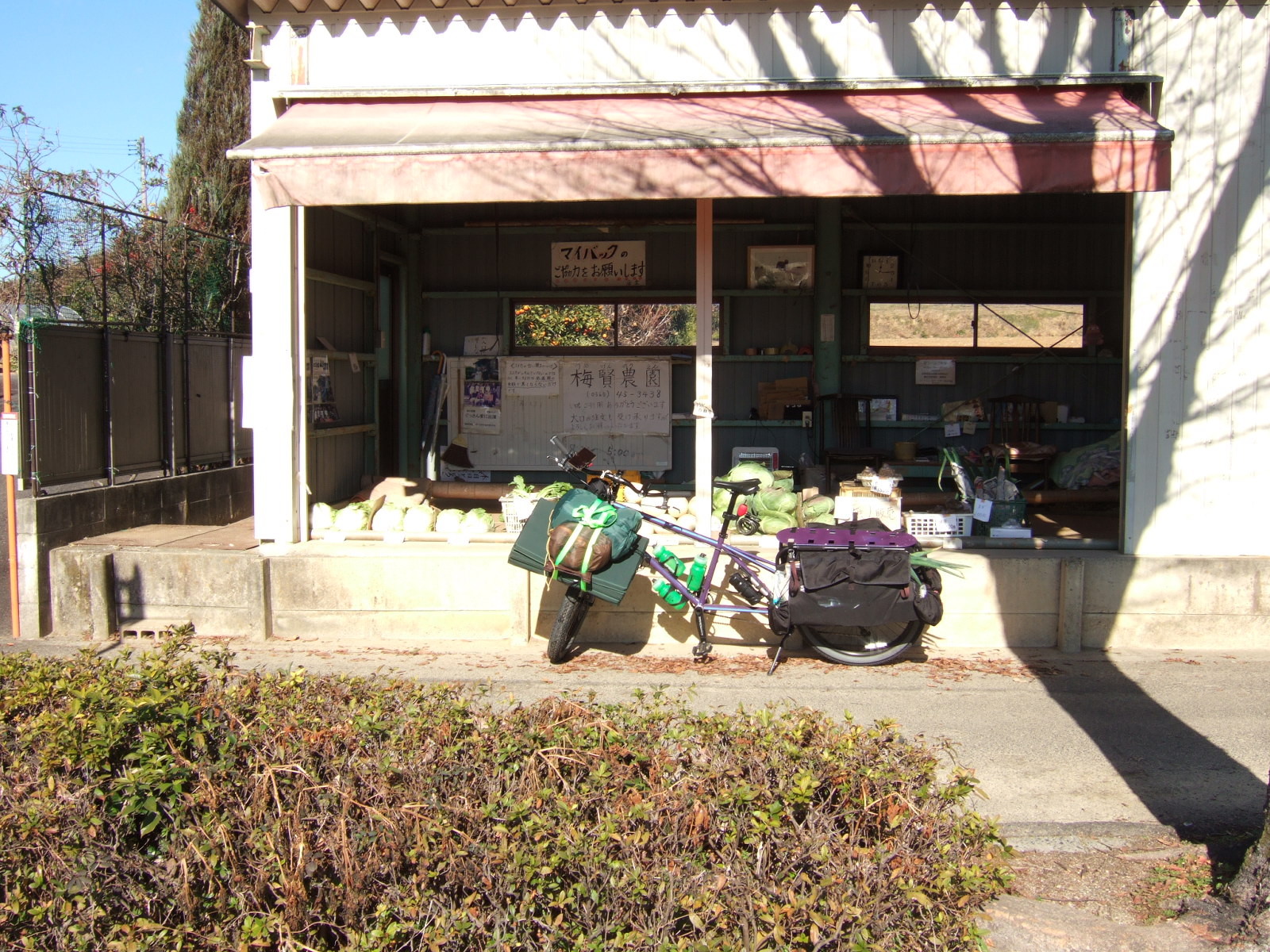 A loaded cargo bike parked in front of a vegetable stand. The greens of a bundle of large long onions projects from the rear of the cargo bike’s saddle bags like a short horse’s tail.