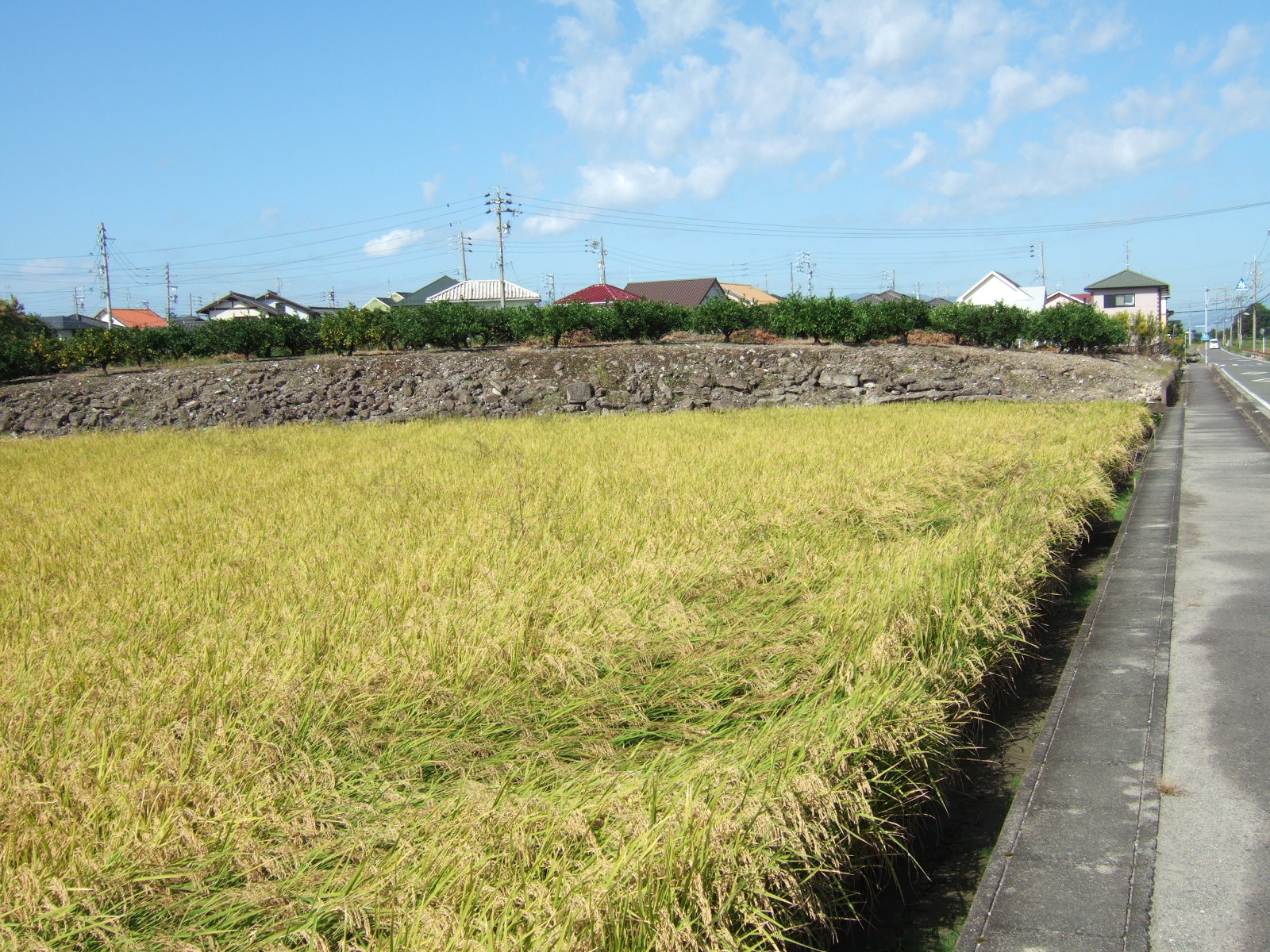 A field of rice, with some stalks toppled by rain or wind, just ready for harvest. Beyond that a stone wall of perhaps two or three meters in height runs the width of the field, as a retaining wall for higher ground beyond bearing an orchard.