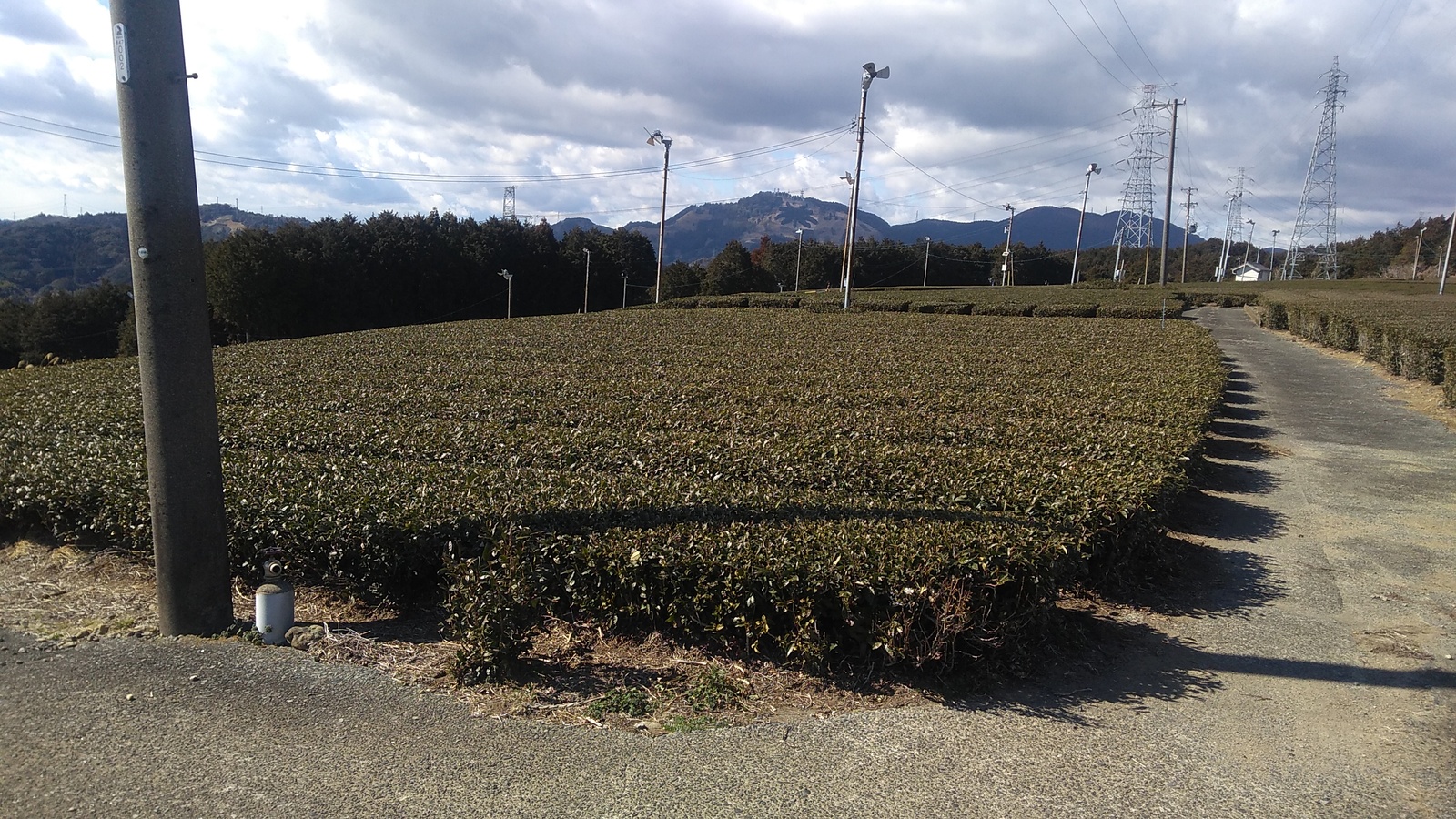 Rows of tea bushes stretching into the distance.