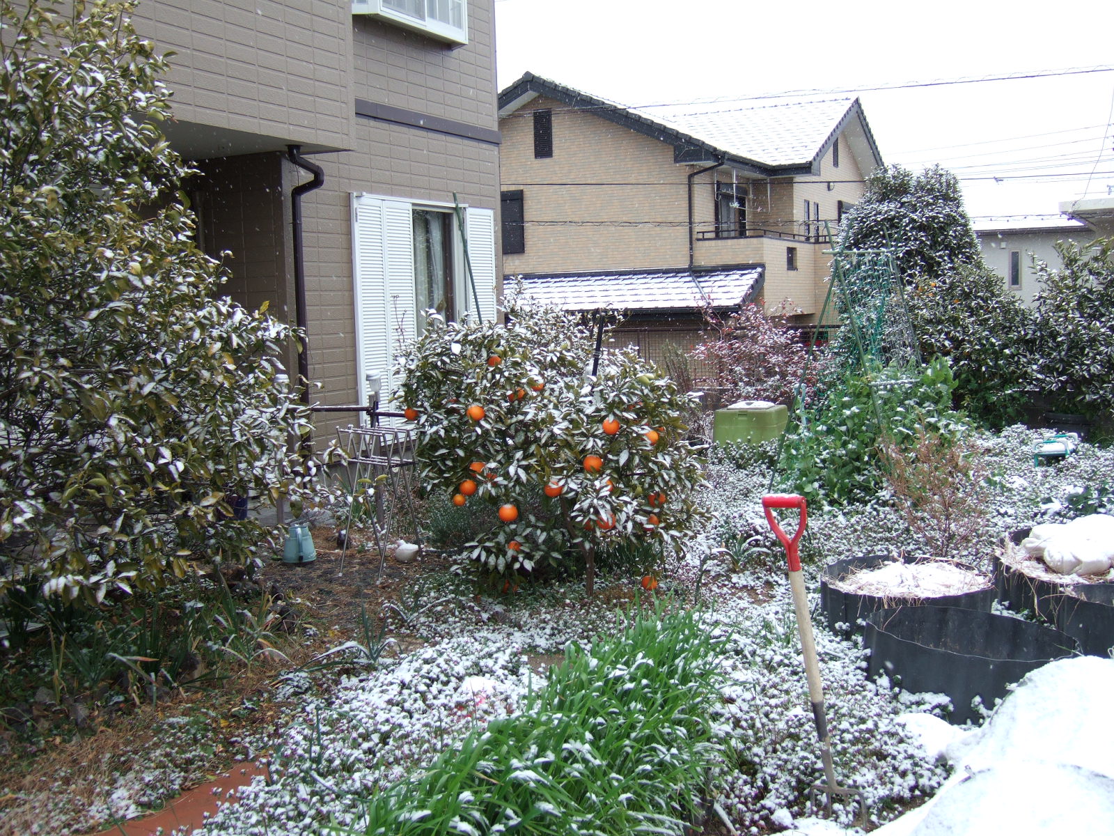 A bitter orange tree still bearing fruit stands in the middle of a garden, with the back entrance to the house behind. The tree and garden are covered in a light dusting of snow.