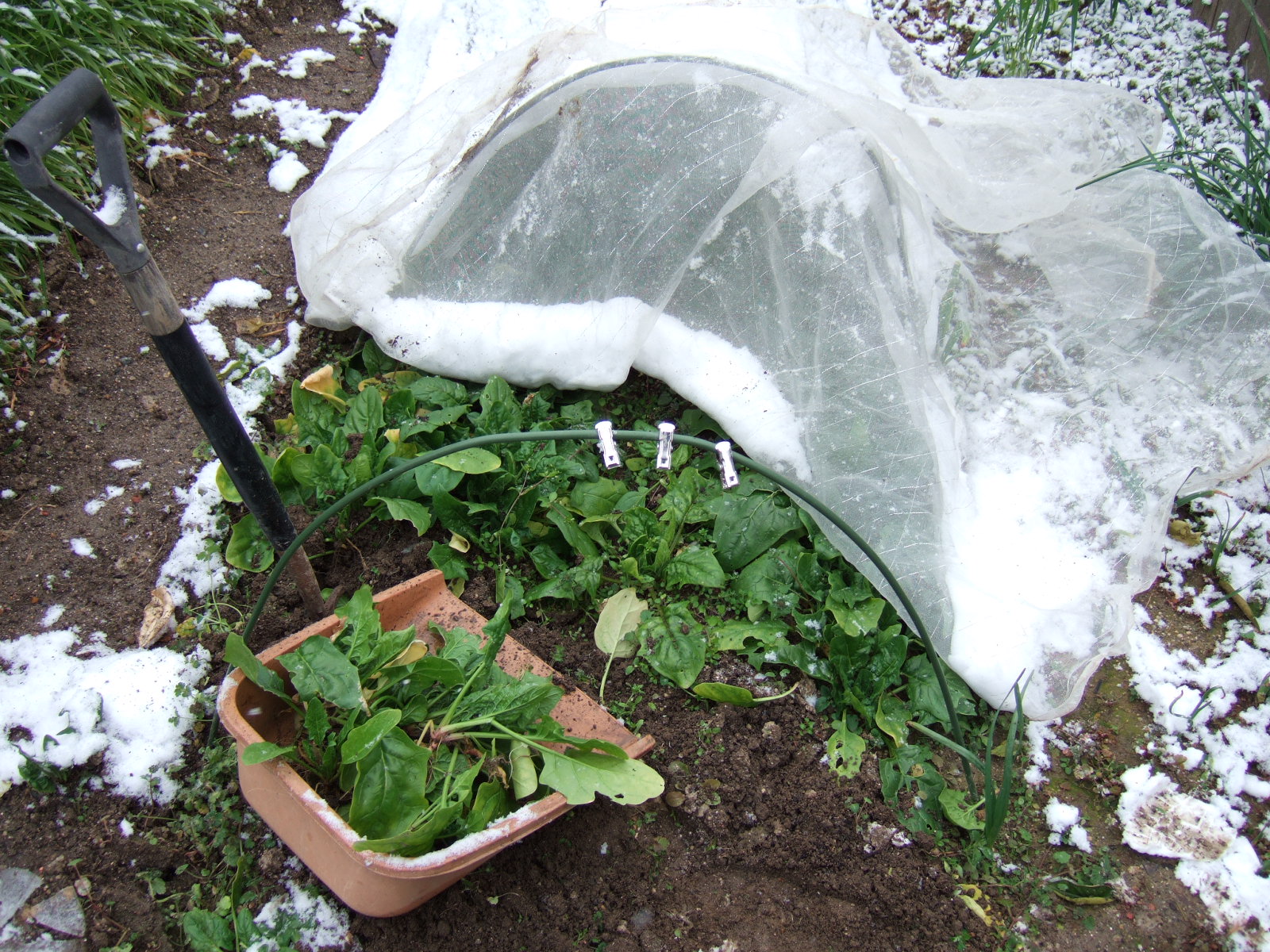 The net covering of a row of spinach is thrown back to reveal a patch of spinach. A tray beside the row holds a clump of plants dug out of the mud, and the garden fork used for the digging stands beside the tray. The netting thrown back is peppered with snow.